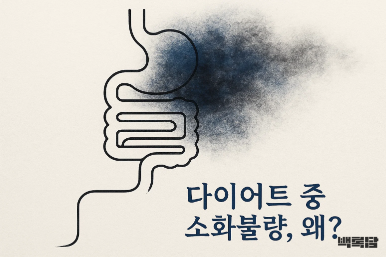 다이어트만 하면 속이 더부룩해요 | 20대 여성 다이어터의 소화불량